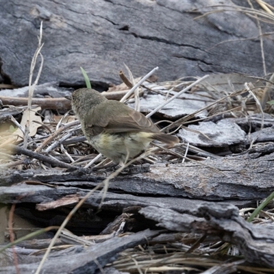 Acanthiza reguloides (Buff-rumped Thornbill) at Flynn, ACT - 28 Jan 2024 by AlisonMilton