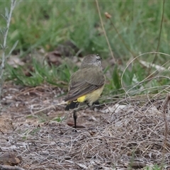 Acanthiza chrysorrhoa at Flynn, ACT - 29 Jan 2025 by AlisonMilton