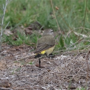 Acanthiza chrysorrhoa (Yellow-rumped Thornbill) at Flynn, ACT - 29 Jan 2025 by AlisonMilton