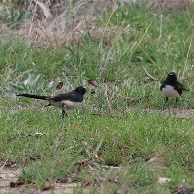 Rhipidura leucophrys (Willie Wagtail) at Flynn, ACT - 29 Jan 2025 by AlisonMilton