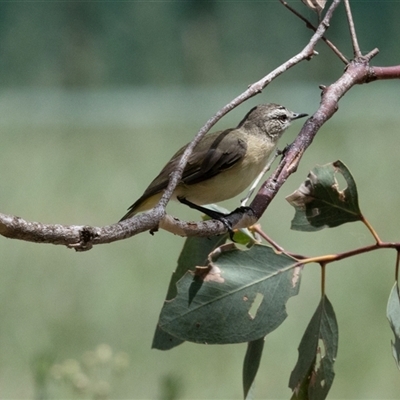 Acanthiza chrysorrhoa (Yellow-rumped Thornbill) at Flynn, ACT - 29 Jan 2025 by AlisonMilton