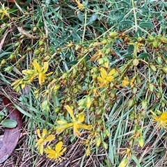 Hypericum perforatum (St John's Wort) at Anglers Reach, NSW - 14 Feb 2025 by Jennybach