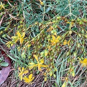 Hypericum perforatum at Anglers Reach, NSW - 14 Feb 2025 10:58 AM