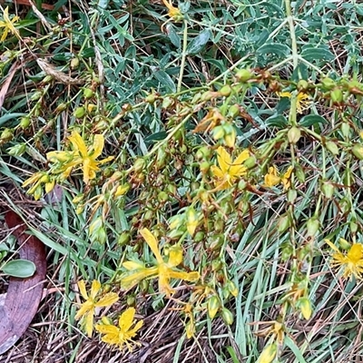 Hypericum perforatum (St John's Wort) at Anglers Reach, NSW - 14 Feb 2025 by Jennybach