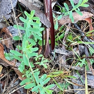 Hypericum perforatum at Anglers Reach, NSW - 14 Feb 2025 10:58 AM