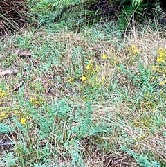 Hypericum perforatum at Anglers Reach, NSW - 14 Feb 2025 10:58 AM