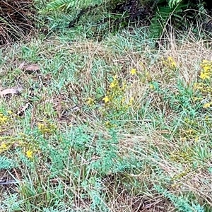 Hypericum perforatum at Anglers Reach, NSW - 14 Feb 2025 10:58 AM