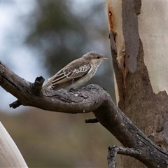 Lalage tricolor (White-winged Triller) at Flynn, ACT - 28 Jan 2024 by AlisonMilton