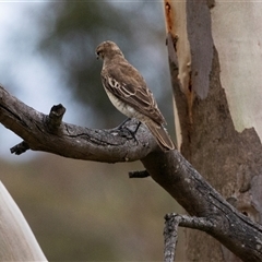 Lalage tricolor at Flynn, ACT - 28 Jan 2024 01:50 PM