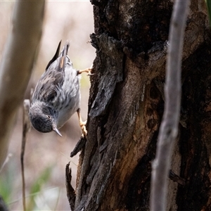 Daphoenositta chrysoptera (Varied Sittella) at Flynn, ACT - 28 Jan 2024 by AlisonMilton