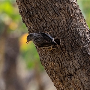 Daphoenositta chrysoptera at Flynn, ACT - 28 Jan 2024 02:05 PM