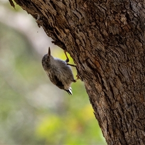 Daphoenositta chrysoptera at Flynn, ACT - 28 Jan 2024 02:05 PM