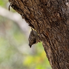 Daphoenositta chrysoptera at Flynn, ACT - 28 Jan 2024 02:05 PM