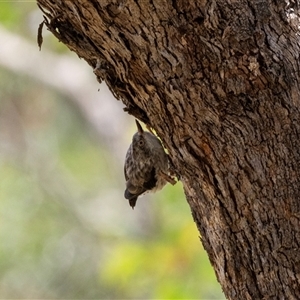 Daphoenositta chrysoptera at Flynn, ACT - 28 Jan 2024 02:05 PM