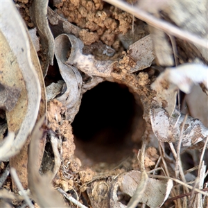 Lycosidae (family) (Wolf spider) at Campbell, ACT - Yesterday by Hejor1