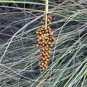 Lomandra longifolia subsp. exilis at Mount Clear, ACT - 19 Feb 2025 10:53 AM