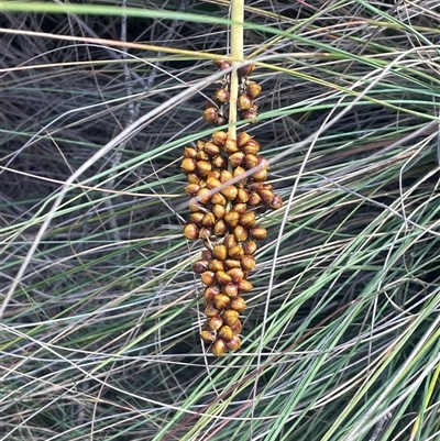 Lomandra longifolia subsp. exilis (Cluster-headed Mat-rush) at Mount Clear, ACT - 19 Feb 2025 by JaneR