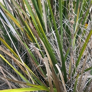 Lomandra longifolia subsp. exilis at Mount Clear, ACT - 19 Feb 2025 10:53 AM