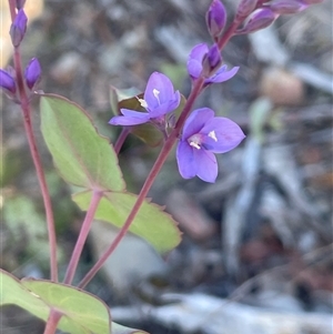 Veronica perfoliata at Mount Clear, ACT - 19 Feb 2025 11:10 AM