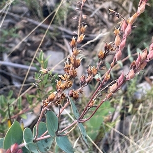 Veronica perfoliata at Mount Clear, ACT - 19 Feb 2025 11:10 AM