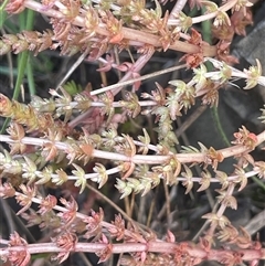 Crassula sieberiana (Austral Stonecrop) at Mount Clear, ACT - 19 Feb 2025 by JaneR