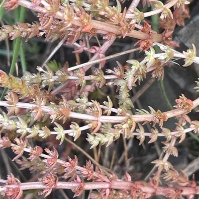 Crassula sieberiana (Austral Stonecrop) at Mount Clear, ACT - 19 Feb 2025 by JaneR