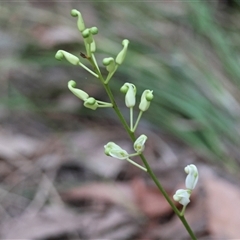 Lomatia ilicifolia (Holly Lomatia) at Moruya, NSW - 19 Feb 2025 by LisaH