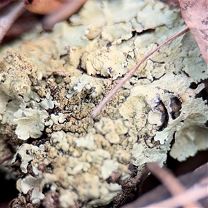 Flavoparmelia sp. at Campbell, ACT - Yesterday by Hejor1