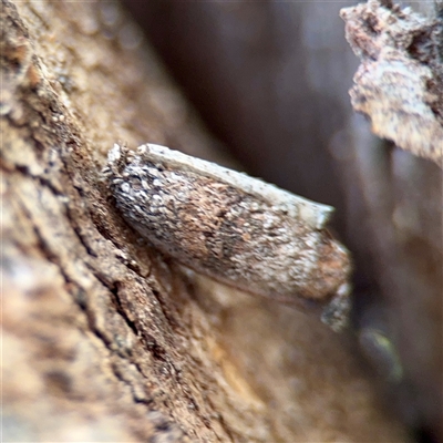 Trigonocyttara clandestina (Less-stick Case Moth) at Campbell, ACT - 19 Feb 2025 by Hejor1