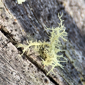 Usnea sp. (genus) at Campbell, ACT - 19 Feb 2025 05:17 PM