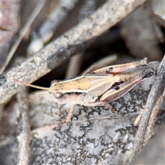 Phaulacridium vittatum (Wingless Grasshopper) at Campbell, ACT - 19 Feb 2025 by Hejor1