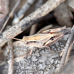 Phaulacridium vittatum at Campbell, ACT - 19 Feb 2025 05:10 PM