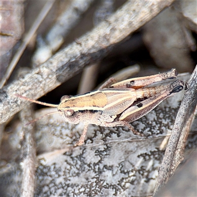 Phaulacridium vittatum (Wingless Grasshopper) at Campbell, ACT - 19 Feb 2025 by Hejor1