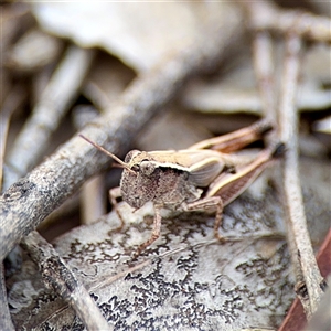 Phaulacridium vittatum at Campbell, ACT - 19 Feb 2025 05:10 PM