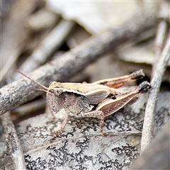 Phaulacridium vittatum at Campbell, ACT - 19 Feb 2025 05:10 PM