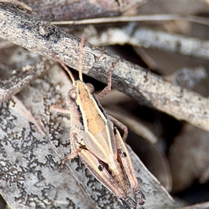 Phaulacridium vittatum at Campbell, ACT - 19 Feb 2025 05:10 PM