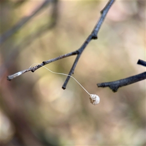 Tamopsis sp. (genus) (Two-tailed spider) at Campbell, ACT - Yesterday by Hejor1