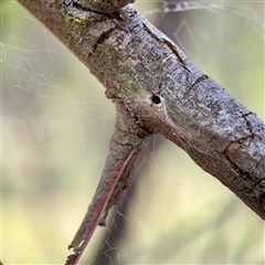 Segestriidae sp (family) (Tube Dwelling Spider) at Campbell, ACT - 19 Feb 2025 by Hejor1