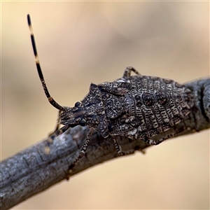 Alcaeus varicornis (Acacia shield bug) at Campbell, ACT - Yesterday by Hejor1