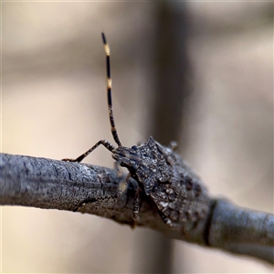 Alcaeus varicornis at Campbell, ACT - 19 Feb 2025 05:09 PM