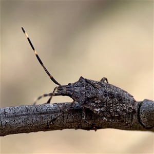 Alcaeus varicornis at Campbell, ACT - 19 Feb 2025 05:09 PM