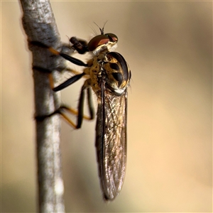 Ommatius coeraebus (a robber fly) at Campbell, ACT - Yesterday by Hejor1