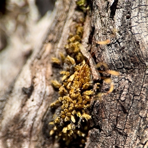 Bryaceae (family) at Campbell, ACT - Yesterday by Hejor1