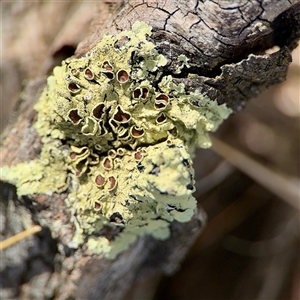 Lichen - foliose at Campbell, ACT - Yesterday by Hejor1