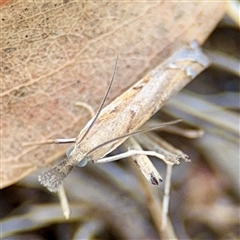 Culladia cuneiferellus (Crambinae moth) at Campbell, ACT - 19 Feb 2025 by Hejor1