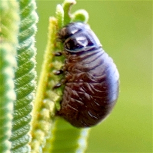 Chrysomelidae sp. (family) (Unidentified Leaf Beetle) at Campbell, ACT - Yesterday by Hejor1