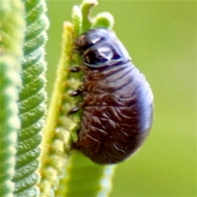 Chrysomelidae sp. (family) (Unidentified Leaf Beetle) at Campbell, ACT - 19 Feb 2025 by Hejor1