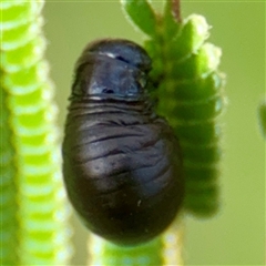 Chrysomelidae sp. (family) at Campbell, ACT - 19 Feb 2025 05:05 PM