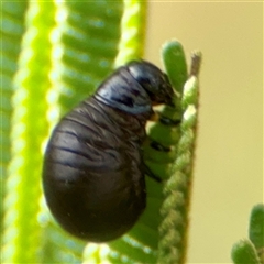 Chrysomelidae sp. (family) at Campbell, ACT - 19 Feb 2025 05:05 PM