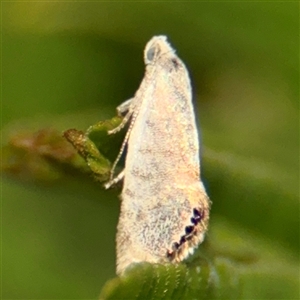 Eupselia melanostrepta (A Twig moth) at Campbell, ACT - Yesterday by Hejor1